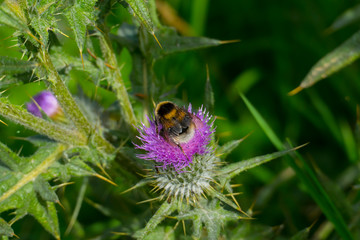 Biene auf einer Schottischen Distel, Blüte in Schottland 