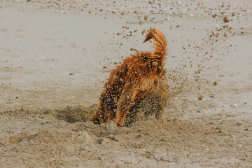 wild dog digging sand back