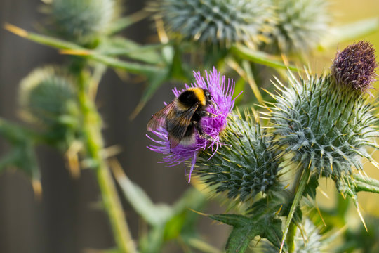 Biene auf einer Schottischen Distel, Bl&uuml;te in Schottland 