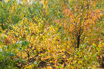 Bushes with yellow colored foliage in early fall.