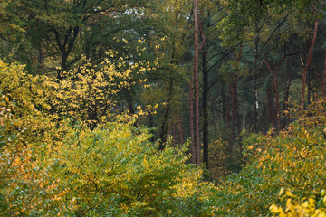 Woodland with yellow colored foliage during early fall.