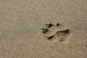 dog animal foot print sand beach