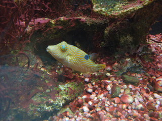 aquarium fish