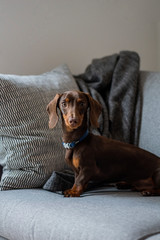 A short hair Dachshund looking into the camera whilst posing sat down on the sofa