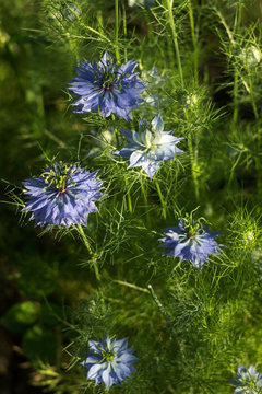 Dainty Nigella sativa flowe (Love-in-a-mist), summer herb plant with different shades of blue flowers on small green shrub.