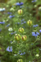 Nigella sativa flower with blue flowers (Love-in-a-mist), summer herb plant with different shades of blue flowers on small green shrub. Blackhead Seed Boxes