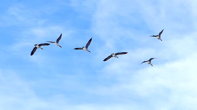 Beautiful Flock Of Canadian Geese Flying In Slow Motion.
