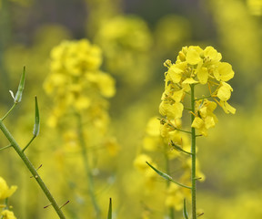 Soft yellow and spring floral background