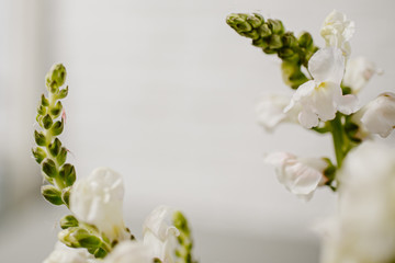 White blossoms over blurred nature background