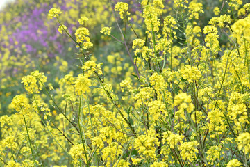 Field full of yellow flowers with some purples