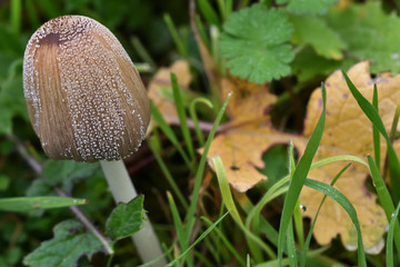Brown mushroom among the grass next to a dry leaf