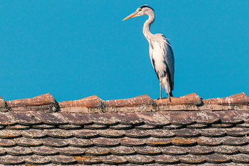great heron