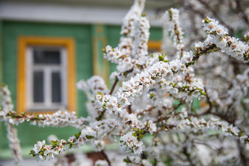A blooming branch of cherry at wooden house in Russian village