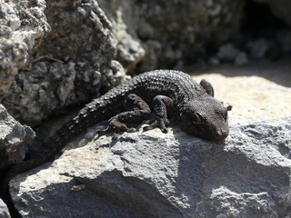 Tenerife gecko (Tarentola delalandii). A species of gecko endemic to the Canary Islands (Spain)