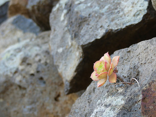Aeonium, a crass plant growing just on a stone. In La Palma, Canary Islands, Spain