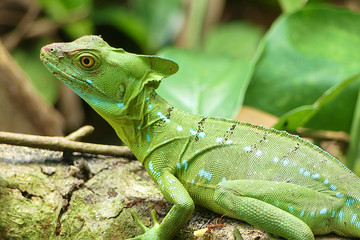 Green basilisk (Basiliscus plumifrons). A gorgeous reptile from Central America that can run over water.