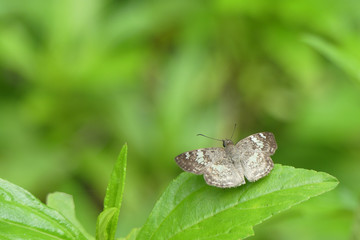 Glassy-winged skipper (Xenophanes tryxus). A little skipper from central and south America.  Simple coloration, but beautiful.
