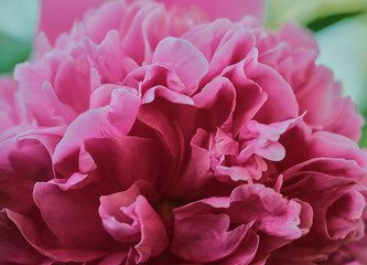 Obraz premium bright pink blooming peony flower