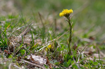 Tussilago farfara medicinal ground flowering herb, group of yellow healthy flowers on stems in sunlight in bloom