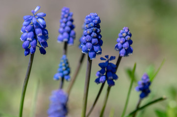 Muscari armeniacum flowering plant, blue spring bulbous grape hyacinth flowers in bloom in the garden
