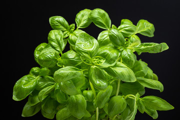 Fresh basil herb isolated on black background. Ocimum basilicum