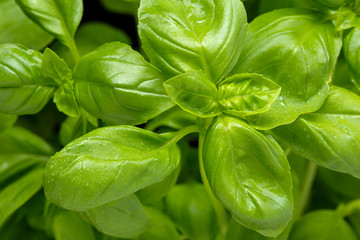 Fototapeta premium Fresh basil herb close up. Ocimum basilicum