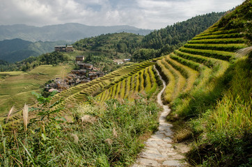 Cultivo de arroz en terrazas en los campos de Longsheng,  China 