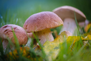 Beautiful penny bun with autumn leaves in green grass