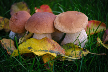 Beautiful penny bun with autumn leaves in green grass