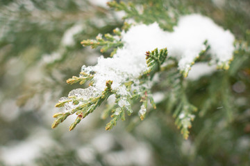 Snowy Conifers