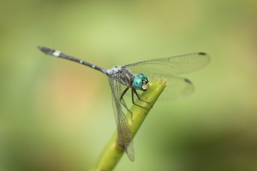 Selective focus of dragonfly on a leaf