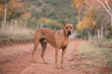 Rhodesian ridgeback dog