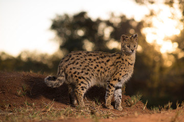 Serval cat in the wilderness