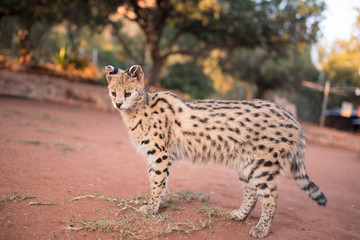 Serval cat in the wilderness