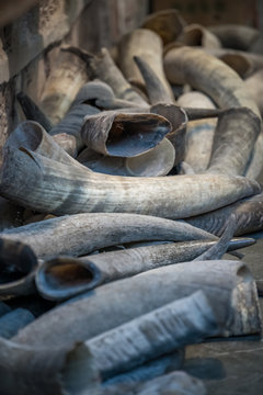 Tusks for sale in Old Town market in Feng Huang