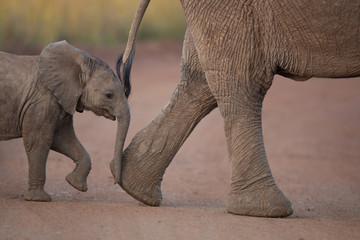 Elephant calf, baby elephant in the wilderness