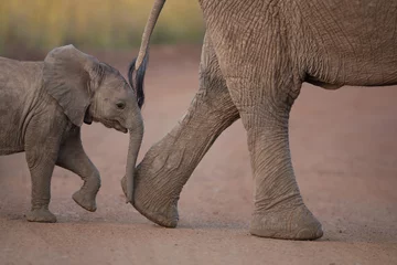 Poster Elephant calf, baby elephant in the wilderness © Ozkan Ozmen