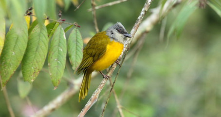 Gray-Headed Tanager, Eucometis penicillata perched in the forest, Venezuela