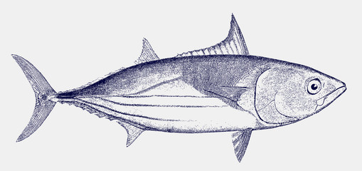 Skipjack tuna katsuwonus pelamis, an important food fish in side view