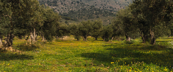 Fototapeta premium Quiet mountain landscape with green olive fields