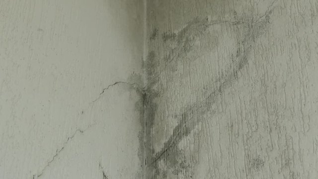 infiltration and mold on the ceiling