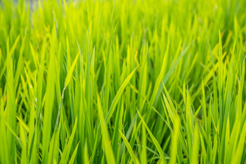 Fototapeta na wymiar Close up of a growing rice
