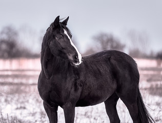Beautiful portraits of a black horse in winter on the snow