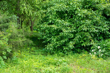 Green grass and trees, bushes with bright leaves. Nature background