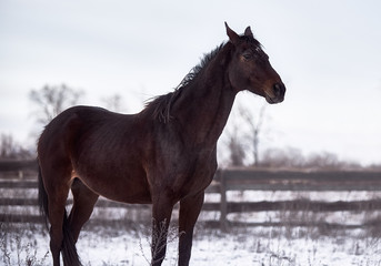 Bay horse posing in the snow in winter
