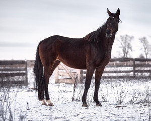 Bay horse posing in the snow in winter