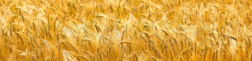 Backdround of  yellow wheat field on the sunset. Close up nature photo. Harvest, agriculture, agronomy, industry concept. Horizontal image.