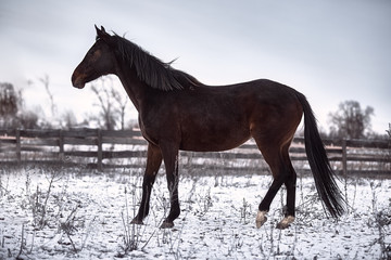 Fototapeta premium Koń gniady pozuje w śniegu zimą