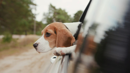 Portrait beagle dog riding a car and putting head out of window and watching outside look around...