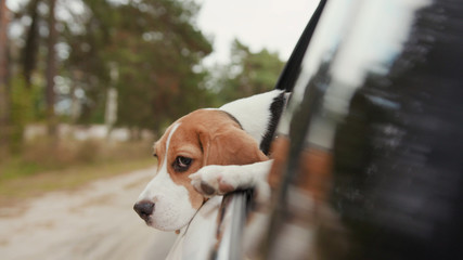 Portrait beagle dog riding a car and putting head out of window and watching outside look around...